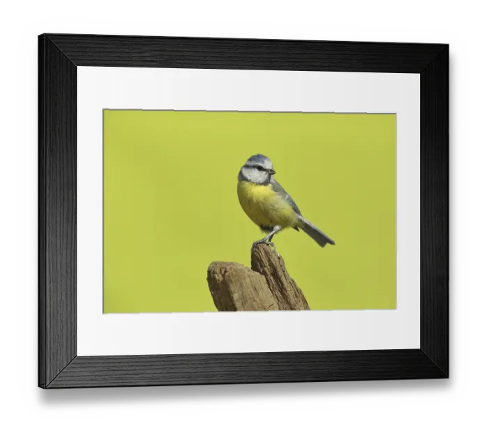 Framed Print : Blue tit (Cyanistes caeruleus) Framed Print : Blue tit (Cyanistes caeruleus)