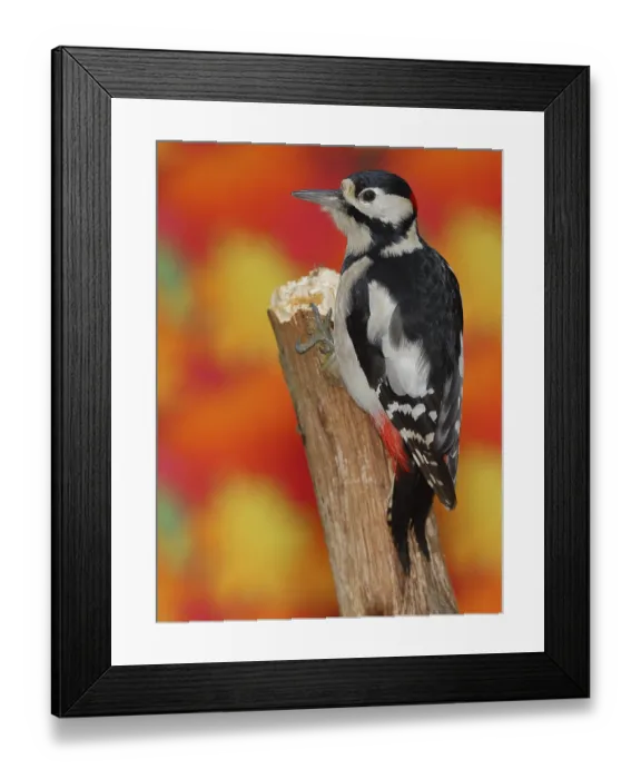 Framed Print : Great spotted woodpecker (Dendrocopos major) Framed Print : Great spotted woodpecker (Dendrocopos major)