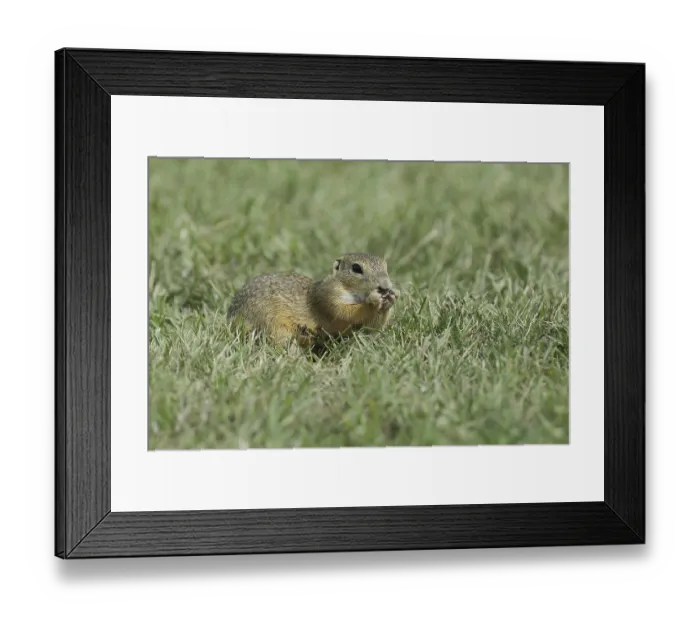 Framed Print : European ground squirrel (Spermophilus citellus) in a meadow Framed Print : European ground squirrel (Spermophilus citellus) in a meadow