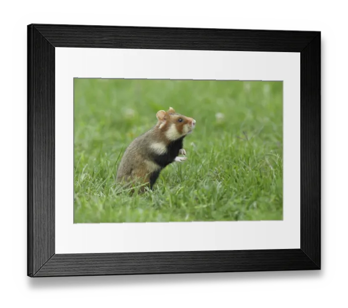 Framed Print : European hamster (Cricetus cricetus) Framed Print : European hamster (Cricetus cricetus)