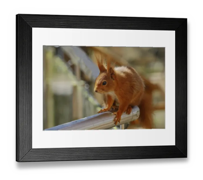 Framed Print : Eurasian red squirrel (Sciurus vulgaris) Framed Print : Eurasian red squirrel (Sciurus vulgaris)