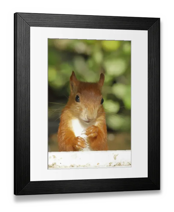 Framed Print : Eurasian red squirrel (Sciurus vulgaris)
