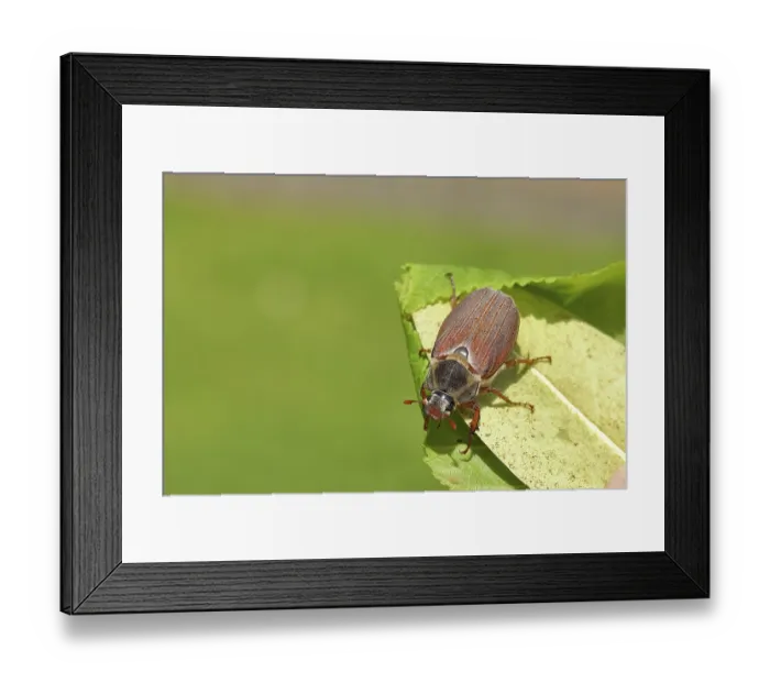 Framed Print : Cockchafer (Melolontha melolontha)