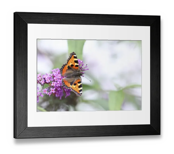 Framed Print : Small tortoiseshell (Aglais urticae)