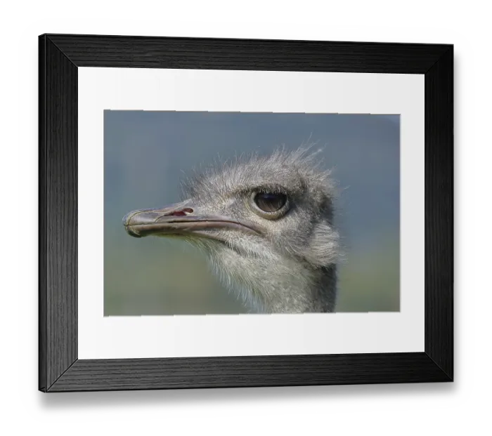 Framed Print : Common ostrich (Struthio camelus) Framed Print : Common ostrich (Struthio camelus)