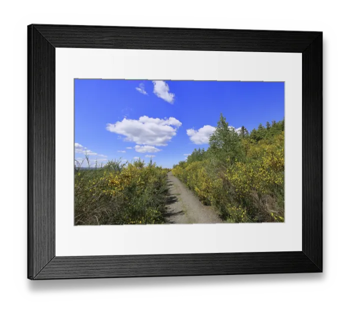 Framed Print : Forest path leads through a forest area destroyed by the bark beetle (Ips typographus) and overgrown by broom (Genista)