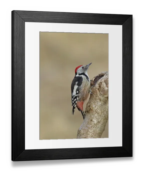 Framed Print : Middle spotted woodpecker (Dendrocopos medius) sitting at a water pot in a tree trunk Framed Print : Middle spotted woodpecker (Dendrocopos medius) sitting at a water pot in a tree trunk
