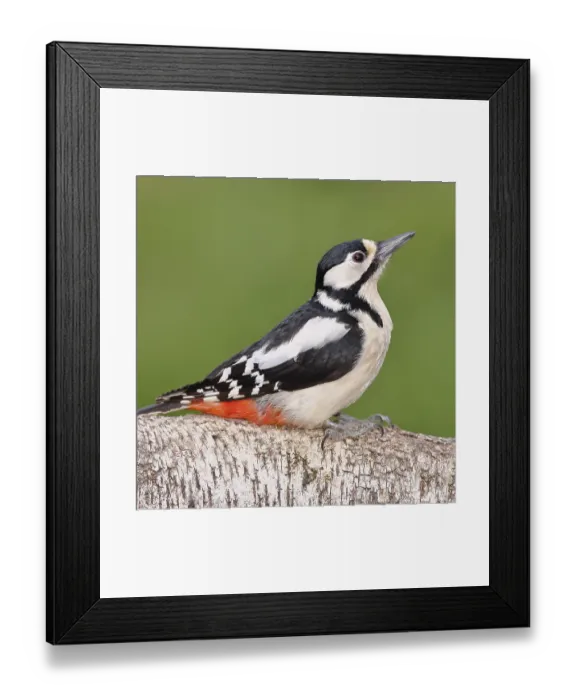 Framed Print : Great spotted woodpecker (Dendrocopos major) female sitting on a birch trunk Framed Print : Great spotted woodpecker (Dendrocopos major) female sitting on a birch trunk