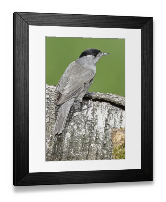 Framed Print : Blackcap (Sylvia atricapilla), male Framed Print : Blackcap (Sylvia atricapilla), male