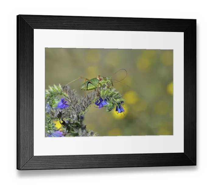 Framed Print : Steppe saddle grasshopper, Steppe saddle grasshopper (Ephippiger ephippiger) Framed Print : Steppe saddle grasshopper, Steppe saddle grasshopper (Ephippiger ephippiger)