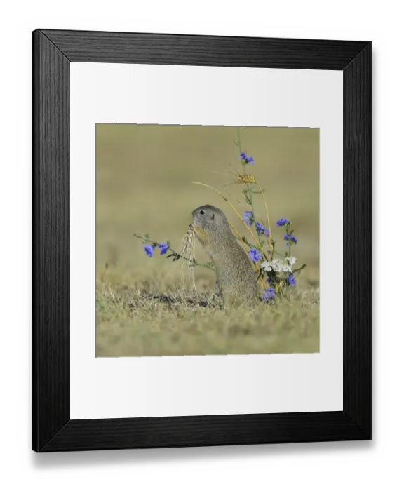 Framed Print : European ground squirrel (Spermophilus citellus) eating barley ear