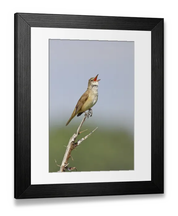 Framed Print : Great Reed Warbler (Acrocephalus arundinaceus) Framed Print : Great Reed Warbler (Acrocephalus arundinaceus)