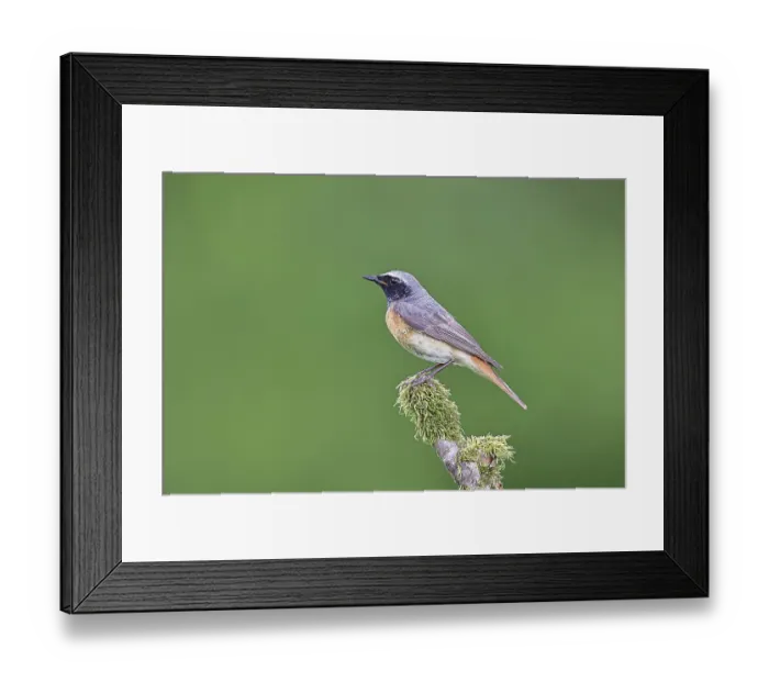 Framed Print : Redstart (Phoenicurus phoenicurus) Framed Print : Redstart (Phoenicurus phoenicurus)