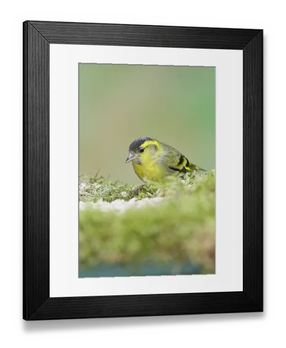 Framed Print : Siskin (Carduelis spinus), male sitting on moss