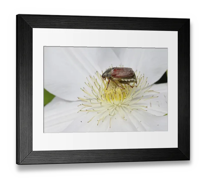 Framed Print : Cockchafer, field cockchafer (Melolontha melolontha) Framed Print : Cockchafer, field cockchafer (Melolontha melolontha)