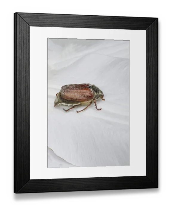 Framed Print : Cockchafer, field cockchafer (Melolontha melolontha)