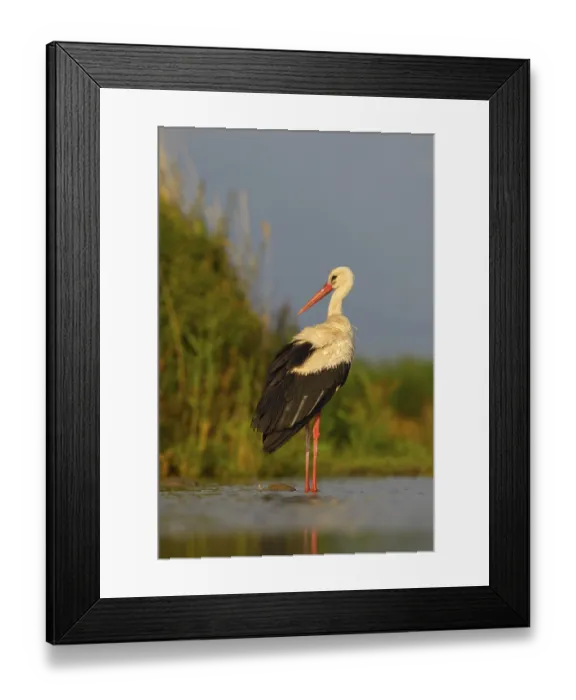 Framed Print : White Stork (Ciconia ciconia), stork resting in the morning light Framed Print : White Stork (Ciconia ciconia), stork resting in the morning light