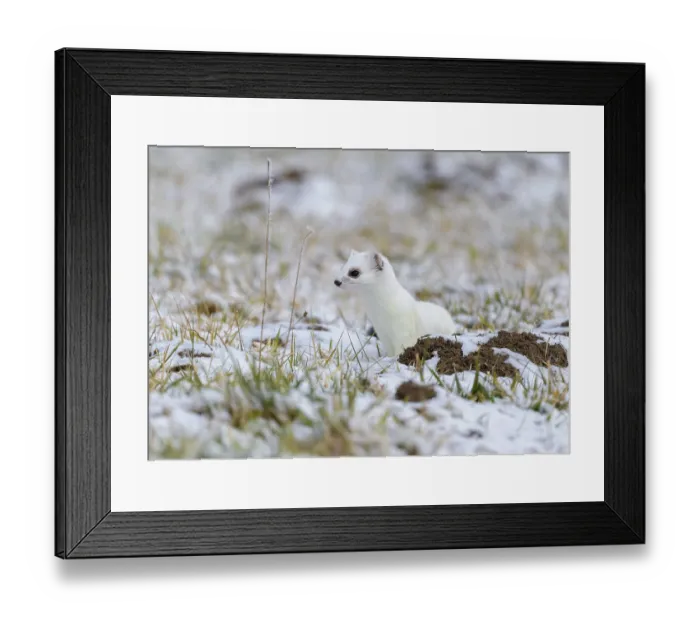 Framed Print : Stoat (Mustela erminea), in winter fur on a meadow covered with snow