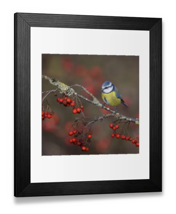 Framed Print : Blue tit (Cyanistes caeruleus) Framed Print : Blue tit (Cyanistes caeruleus)