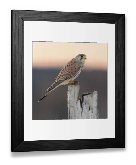 Framed Print : Common Common Kestrel (Falco tinnunculus)