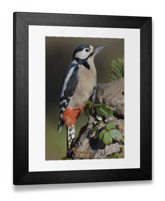 Framed Print : Great spotted woodpecker (Dendrocopos major)