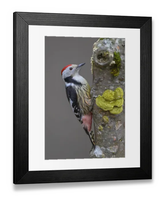 Framed Print : Middle Spotted Woodpecker (Leiopicus medius)