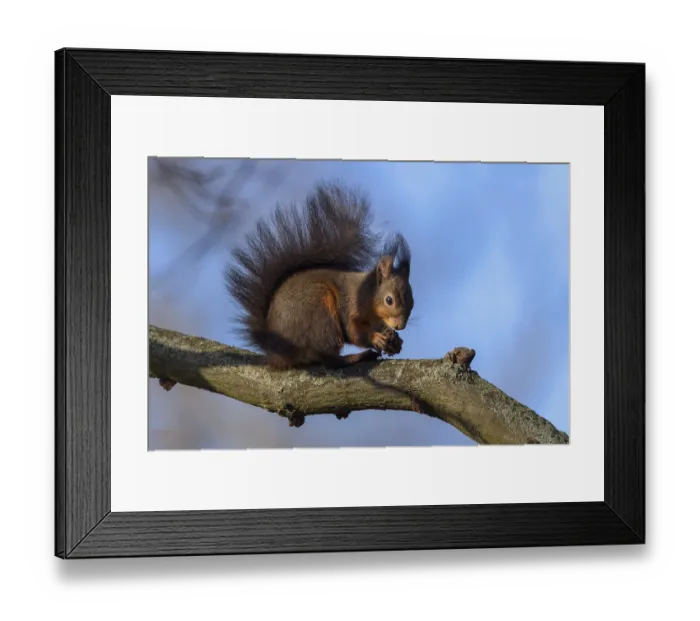 Framed Print : Eurasian red squirrel (Sciurus vulgaris) Framed Print : Eurasian red squirrel (Sciurus vulgaris)