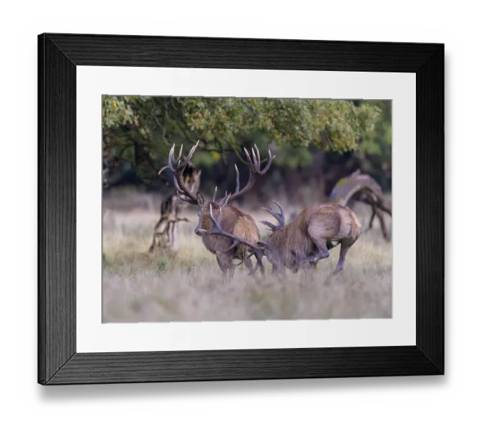 Framed Print : Red deer (Cervus elaphus), top deer drives out defeated rival from meadow after rutting fight
