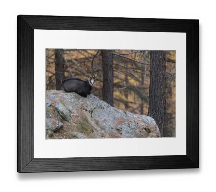 Framed Print : Chamois (Rupicapra rupicapra), chamois