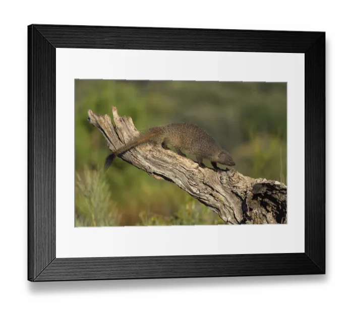 Framed Print : Egyptian mongoose (Herpestes ichneumon)