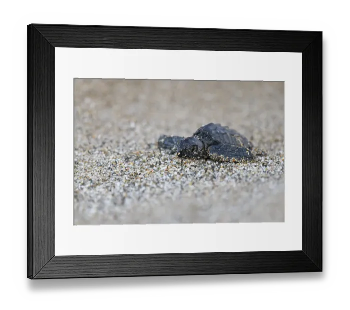 Framed Print : Loggerhead sea turtle (Caretta caretta) Framed Print : Loggerhead sea turtle (Caretta caretta)