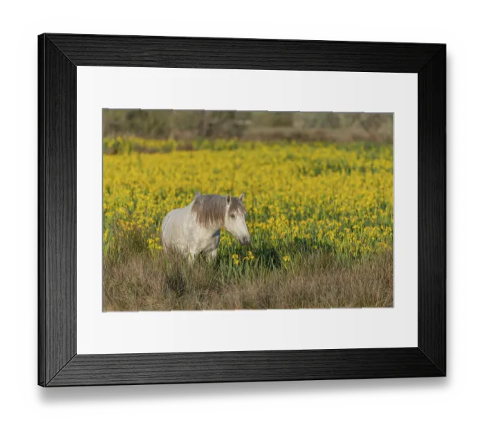 Framed Print : Camargue horse feeding in a swamp full of yellow irises Framed Print : Camargue horse feeding in a swamp full of yellow irises