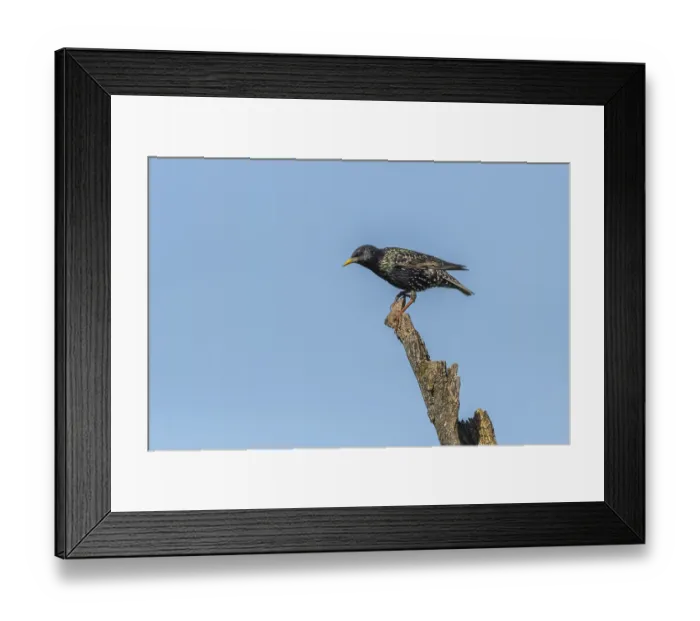 Framed Print : Common starling (Sturnus vulgaris) sitting on a branch Framed Print : Common starling (Sturnus vulgaris) sitting on a branch