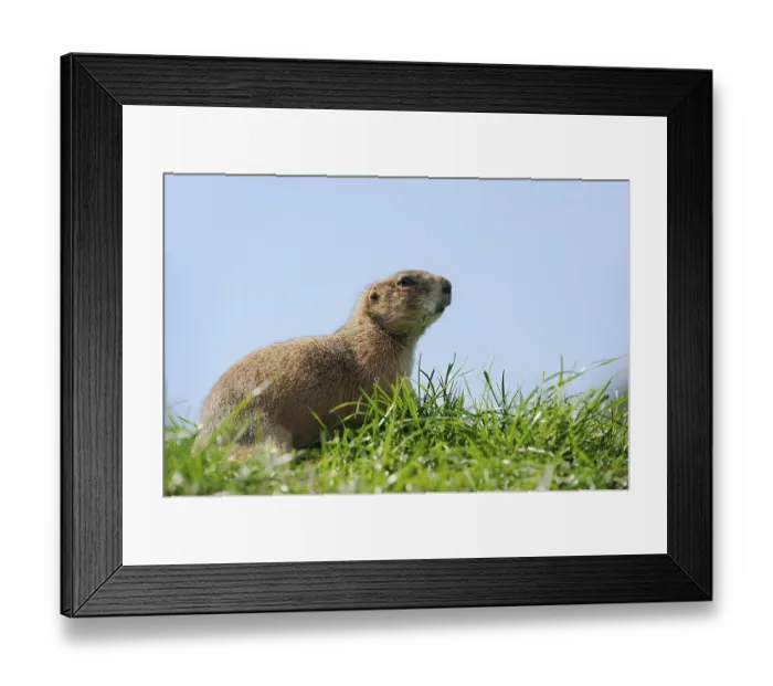 Framed Print : Black-tailed prairie dog (Cynomys ludovicianus)