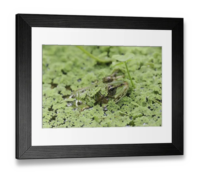 Framed Print : Lake frog (Pelophylax ridibundus)
