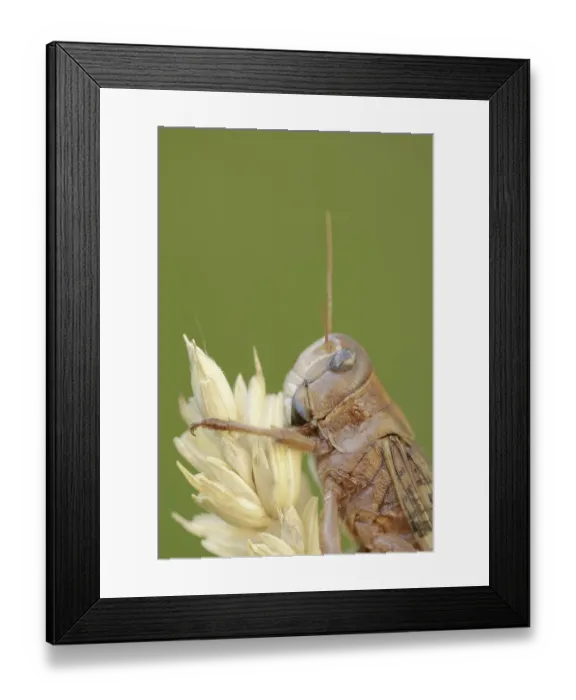 Framed Print : European migratory locust (Locusta migratoria) Framed Print : European migratory locust (Locusta migratoria)