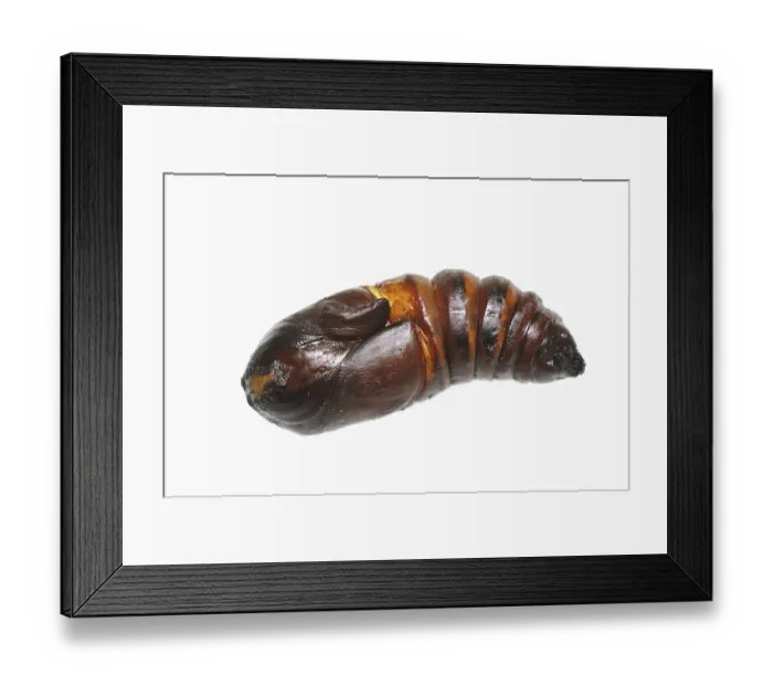 Framed Print : Indian luna moth (Actias selene)