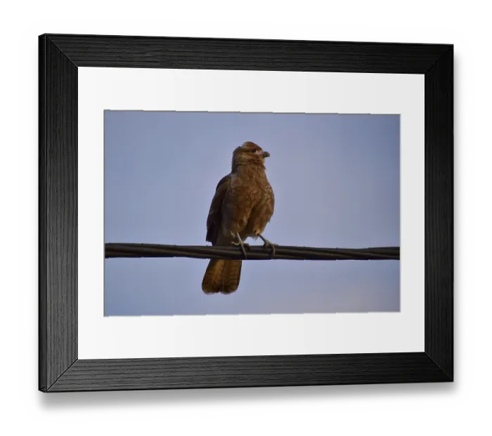 Framed Print : Chimango caracara (Daptrius chimango)