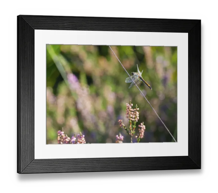 Framed Print : Black darter (Sympetrum danae) Framed Print : Black darter (Sympetrum danae)