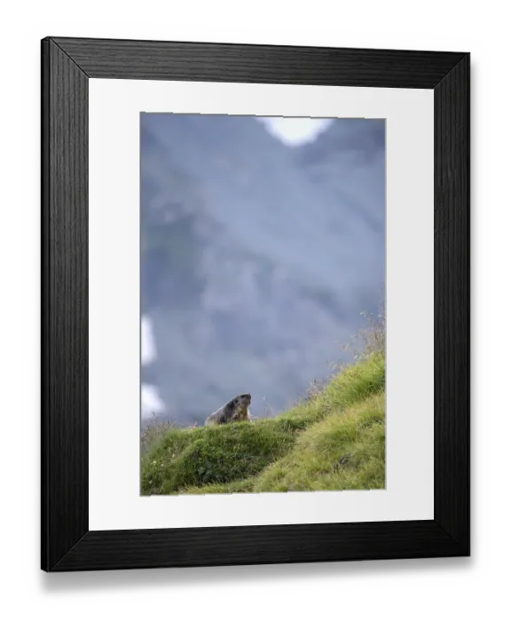 Framed Print : Alpine marmot (Marmota marmota)