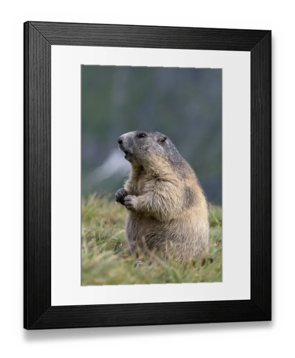 Framed Print : Alpine marmot (Marmota marmota)