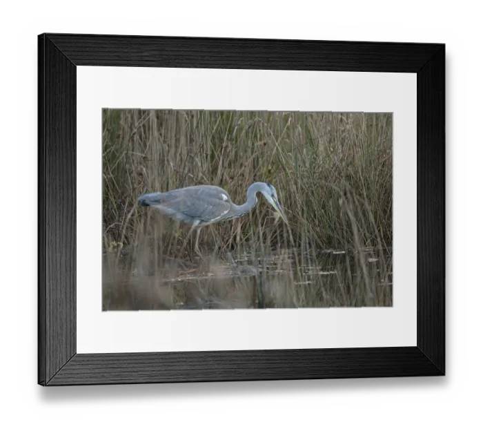 Framed Print : Grey heron (Ardea cinerea), hunting Framed Print : Grey heron (Ardea cinerea), hunting