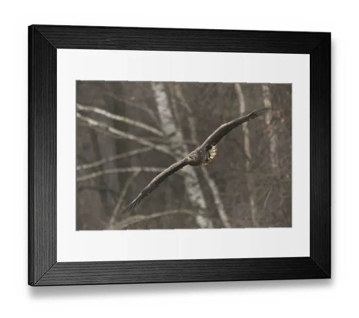 Framed Print : White-tailed eagle (Haliaeetus albicilla) in flight Framed Print : White-tailed eagle (Haliaeetus albicilla) in flight
