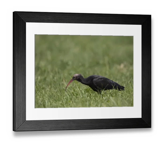 Framed Print : Rare northern bald ibis (Geronticus eremita) Framed Print : Rare northern bald ibis (Geronticus eremita)