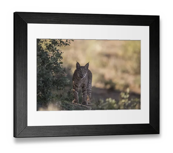 Framed Print : Iberian lynx young animal, Iberian lynx (Lynx pardinus)