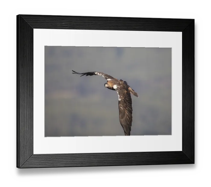 Framed Print : Iberian Eagle (Aquila adalberti)