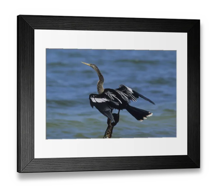 Framed Print : Anhinga, Snakebird or Darter (Anhinga anhinga) drying its feathers Framed Print : Anhinga, Snakebird or Darter (Anhinga anhinga) drying its feathers