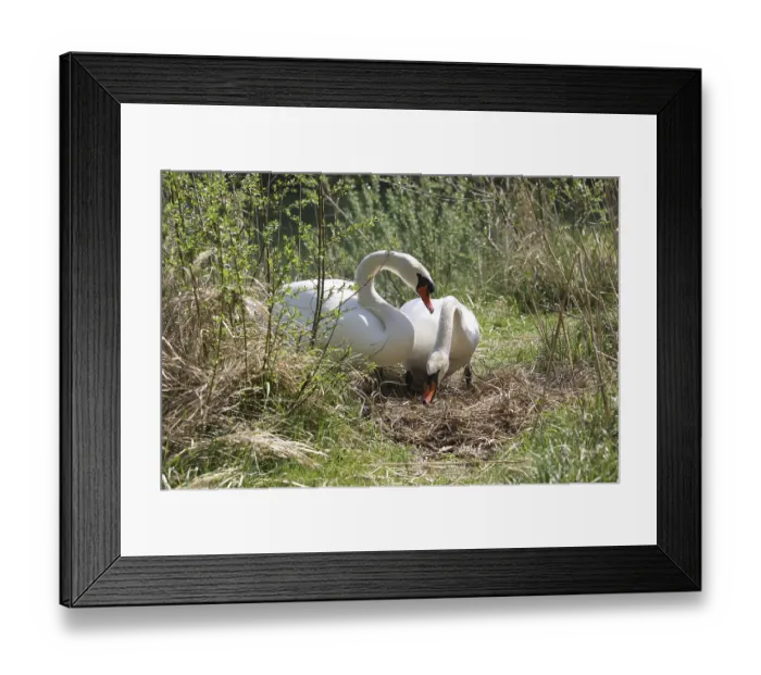 Framed Print : Mute swans (Cygnus olor), animal pair