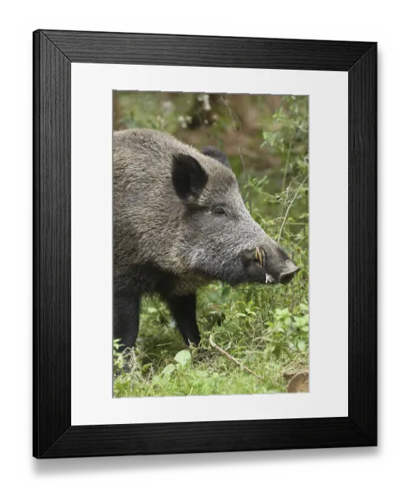 Framed Print : Wild boar (Sus scrofa), boar, animal portrait