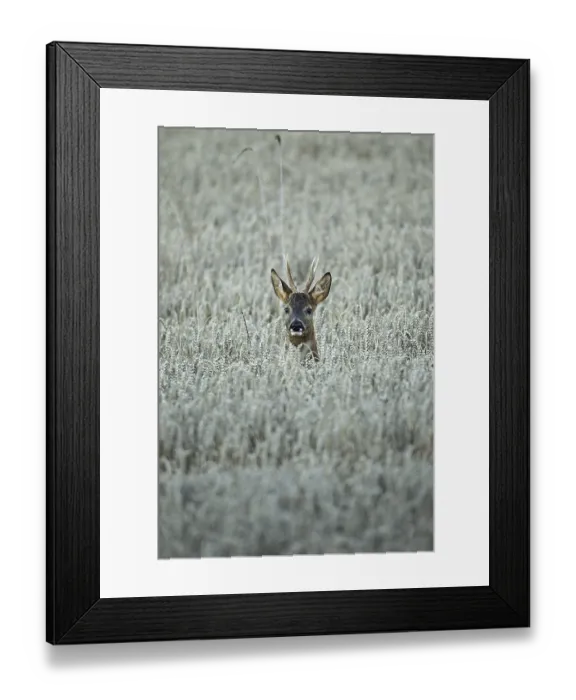 Framed Print : European roe deer (Capreolus capreolus) buck secured in wheat field